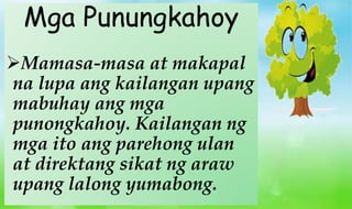 Mga Punungkahoy
Mamasa-masa at makapal
na lupa ang kailangan upang
mabuhay ang mga
punongkahoy. Kailangan ng
mga ito ang ...