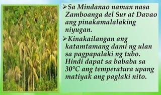 Sa Mindanao naman nasa
Zamboanga del Sur at Davao
ang pinakamalalaking
niyugan.
Kinakailangan ang
katamtamang dami ng ul...