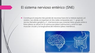 El sistema nervioso entérico (SNE)
 Constituye el conjunto más grande de neuronas fuera de la médula espinal y el
cerebro. Las células se organizan en dos redes compuestas por: 1- grupo de
nervios llamados ganglios y 2- interneuronas que conectan éstos grupos entre sí.
Estos plexos se ubican en la submucosa (plexo submucoso) y entre la capa
muscular circular y la longitudinal del intestino (plexo mientérico).
 