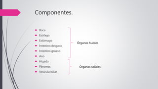 Componentes.
 Boca
 Esófago
 Estómago
 Intestino delgado
 Intestino grueso
 Ano
 Hígado
 Páncreas
 Vesícula biliar
Órganos huecos
Órganos solidos
 