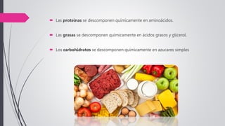  Las proteínas se descomponen químicamente en aminoácidos.
 Las grasas se descomponen químicamente en ácidos grasos y glicerol.
 Los carbohidratos se descomponen químicamente en azucares simples
 