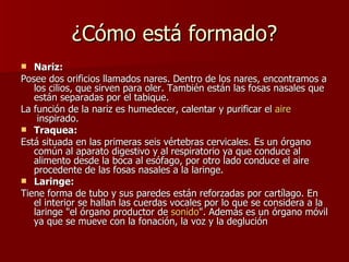 ¿Cómo está formado? Nariz: Posee dos orificios llamados nares. Dentro de los nares, encontramos a los cilios, que sirven para oler. También están las fosas nasales que están separadas por el tabique. La función de la nariz es humedecer, calentar y purificar el  aire  inspirado. Traquea: Está situada en las primeras seis vértebras cervicales. Es un órgano común al aparato digestivo y al respiratorio ya que conduce al alimento desde la boca al esófago, por otro lado conduce el aire procedente de las fosas nasales a la laringe. Laringe: Tiene forma de tubo y sus paredes están reforzadas por cartílago. En el interior se hallan las cuerdas vocales por lo que se considera a la laringe "el órgano productor de  sonido ". Además es un órgano móvil ya que se mueve con la fonación, la voz y la deglución 