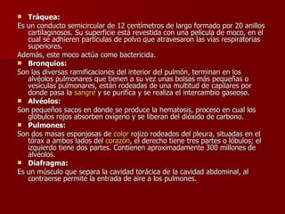 Tráquea: Es un conducto semicircular de 12 centímetros de largo formado por 20 anillos cartilaginosos. Su superficie está revestida con una película de moco, en el cual se adhieren partículas de polvo que atravesaron las vías respiratorias superiores. Además, este moco actúa como bactericida. Bronquios: Son las diversas ramificaciones del interior del pulmón, terminan en los alvéolos pulmonares que tienen a su vez unas bolsas más pequeñas o vesículas pulmonares, están rodeadas de una multitud de capilares por donde pasa la  sangre  y se purifica y se realiza el intercambio gaseoso. Alvéolos: Son pequeños sacos en donde se produce la hematosis, proceso en cual los glóbulos rojos absorben oxígeno y se liberan del dióxido de carbono. Pulmones: Son dos masas esponjosas de  color  rojizo rodeados del pleura, situadas en el tórax a ambos lados del  corazón , el derecho tiene tres partes o lóbulos; el izquierdo tiene dos partes. Contienen aproximadamente 300 millones de alvéolos. Diafragma: Es un músculo que separa la cavidad torácica de la cavidad abdominal, al contraerse permite la entrada de aire a los pulmones. 