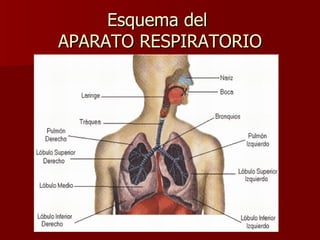 Esquema del  APARATO RESPIRATORIO 