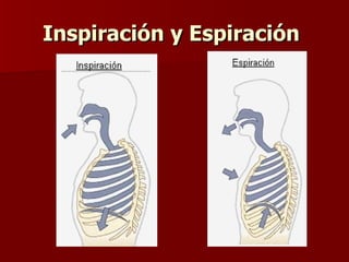 Inspiración y Espiración   