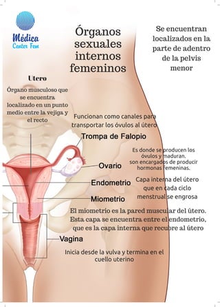 Órganos
sexuales
internos
femeninos
Se encuentran
localizados en la
parte de adentro
de la pelvis
menor
Inicia desde la vulva y termina en el
cuello uterino
 Funcionan como canales para
transportar los óvulos al útero
Es donde se producen los
óvulos y maduran.
son encargados de producir
hormonas femeninas.
Utero
Órgano musculoso que
se encuentra
localizado en un punto
medio entre la vejiga y
el recto
Capa interna del útero
que en cada ciclo
menstrual se engrosa
El miometrio es la pared muscular del útero.
Esta capa se encuentra entre el endometrio,
que es la capa interna que recubre al útero
 