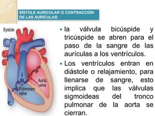  la válvula bicúspide y
tricúspide se abren para el
paso de la sangre de las
aurículas a los ventrículos.
 Los ventrículos entran en
diástole o relajamiento, para
llenarse de sangre, esto
implica que las válvulas
sigmoideas del tronco
pulmonar de la aorta se
cierran.
SÍSTOLE AURICULAR O CONTRACCIÓN
DE LAS AURÍCULAS:
 