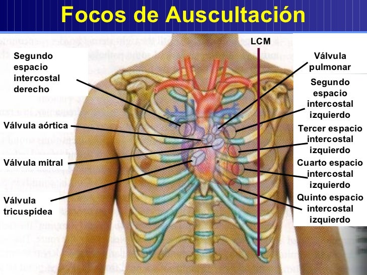 Aparato Cardiovascular1
