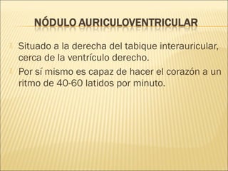  Situado a la derecha del tabique interauricular,
cerca de la ventrículo derecho.
 Por sí mismo es capaz de hacer el corazón a un
ritmo de 40-60 latidos por minuto.
 