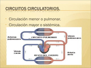 • Circulación menor o pulmonar.
• Circulación mayor o sistémica.
 