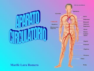 APARATO  CIRCULATORIO Marife Lara Romero 