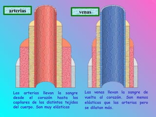 Las arterias llevan la sangre
desde el corazón hasta los
capilares de los distintos tejidos
del cuerpo. Son muy elásticas
Las venas llevan la sangre de
vuelta al corazón. Son menos
elásticas que las arterias pero
se dilatan más.
arterias venas
 