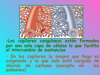 •Los capilares sanguíneos están formados
por una sola capa de células lo que facilita
el intercambio de sustancias
• En los capilares la sangre que llega es
oxigenada y la que sale está cargada de
dióxido de carbono (excepto en los
pulmones)
 