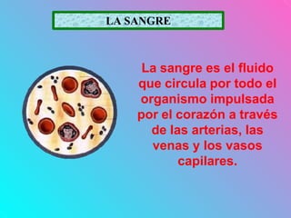 LA SANGRE
La sangre es el fluido
que circula por todo el
organismo impulsada
por el corazón a través
de las arterias, las
venas y los vasos
capilares.
 