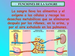 FUNCIONES DE LA SANGRE
La sangre lleva los alimentos y el
oxígeno a las células y recoge los
desechos metabólicos que se eliminaran
después por los riñones, en la orina, y
por el aire exhalado en los pulmones.
 