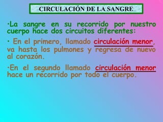 CIRCULACIÓN DE LA SANGRE
•La sangre en su recorrido por nuestro
cuerpo hace dos circuitos diferentes:
• En el primero, llamado circulación menor,
va hasta los pulmones y regresa de nuevo
al corazón.
•En el segundo llamado circulación menor
hace un recorrido por todo el cuerpo.
 