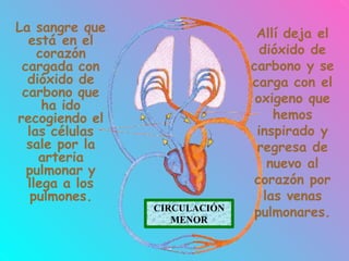 La sangre que
está en el
corazón
cargada con
dióxido de
carbono que
ha ido
recogiendo el
las células
sale por la
arteria
pulmonar y
llega a los
pulmones.
Allí deja el
dióxido de
carbono y se
carga con el
oxigeno que
hemos
inspirado y
regresa de
nuevo al
corazón por
las venas
pulmonares.
CIRCULACIÓN
MENOR
 