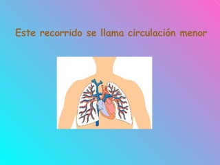 Este recorrido se llama circulación menor
 