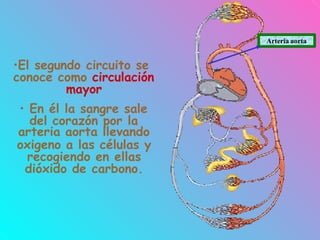 •El segundo circuito se
conoce como circulación
mayor
• En él la sangre sale
del corazón por la
arteria aorta llevando
oxigeno a las células y
recogiendo en ellas
dióxido de carbono.
Arteria aorta
 