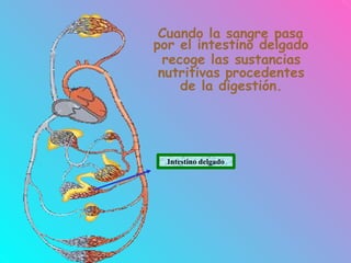 Cuando la sangre pasa
por el intestino delgado
recoge las sustancias
nutritivas procedentes
de la digestión.
Intestino delgado
 