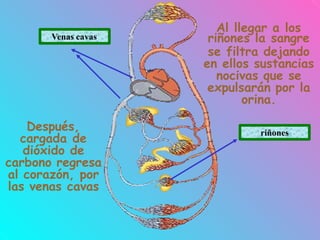 riñones
Al llegar a los
riñones la sangre
se filtra dejando
en ellos sustancias
nocivas que se
expulsarán por la
orina.
Después,
cargada de
dióxido de
carbono regresa
al corazón, por
las venas cavas
Venas cavas
 