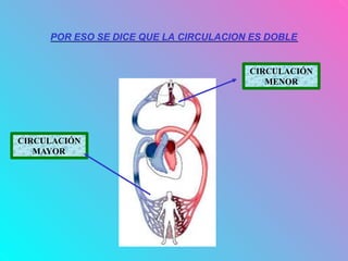 POR ESO SE DICE QUE LA CIRCULACION ES DOBLE
CIRCULACIÓN
MENOR
CIRCULACIÓN
MAYOR
 