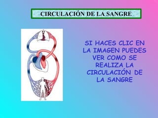 CIRCULACIÓN DE LA SANGRE
SI HACES CLIC EN
LA IMAGEN PUEDES
VER COMO SE
REALIZA LA
CIRCULACIÓN DE
LA SANGRE
 