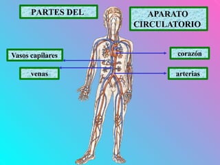 corazón
arterias
venas
Vasos capilares
PARTES DEL APARATO
CIRCULATORIO
 