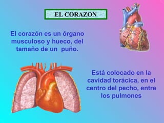 EL CORAZON
El corazón es un órgano
musculoso y hueco, del
tamaño de un puño.
Está colocado en la
cavidad torácica, en el
centro del pecho, entre
los pulmones
 