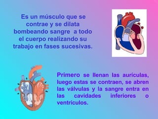 Es un músculo que se
contrae y se dilata
bombeando sangre a todo
el cuerpo realizando su
trabajo en fases sucesivas.
Primero se llenan las aurículas,
luego estas se contraen, se abren
las válvulas y la sangre entra en
las cavidades inferiores o
ventrículos.
 