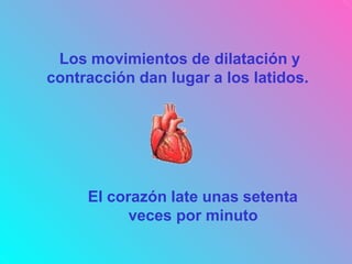 Los movimientos de dilatación y
contracción dan lugar a los latidos.
El corazón late unas setenta
veces por minuto
 