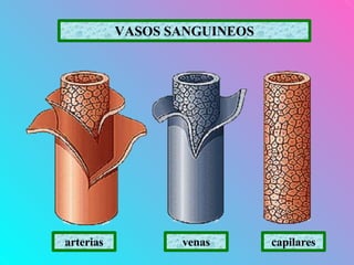 arterias venas capilares
VASOS SANGUINEOS
 