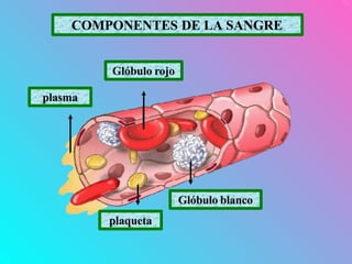 COMPONENTES DE LA SANGRE
Glóbulo rojo
plasma
plaqueta
Glóbulo blanco
 