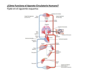 ¿Cómo Funciona el Aparato Circulatorio Humano?
Fíjate en el siguiente esquema:
 