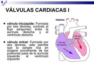 VÁLVULAS CARDIACAS I válvula tricúspide:  Formada por tres láminas, controla el flujo sanguíneo entre la aurícula derecha y el ventrículo derecho válvula mitral:  Formada por dos láminas, sólo permite que la sangre rica en oxígeno proveniente de los pulmones pase de la aurícula izquierda al ventrículo izquierdo        