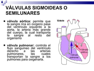 VÁLVULAS SIGMOIDEAS O SEMILUNARES    válvula aórtica:  permite que la sangre rica en oxígeno pase del ventrículo izquierdo a la aorta, la arteria más grande del cuerpo, la cual transporta la sangre al resto del organismo válvula pulmonar:  controla el flujo sanguíneo del ventrículo derecho a las arterias pulmonares, las cuales transportan la sangre a los pulmones para oxigenarla. 