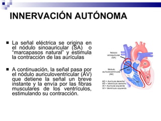 INNERVACIÓN AUTÓNOMA La señal eléctrica se origina en el nódulo sinoauricular (SA)  o “marcapasos natural” y estimula la contracción de las aurículas A continuación, la señal pasa por el nódulo auriculoventricular (AV) que detiene la señal un breve instante y la envía por las fibras musculares de los ventrículos, estimulando su contracción.  