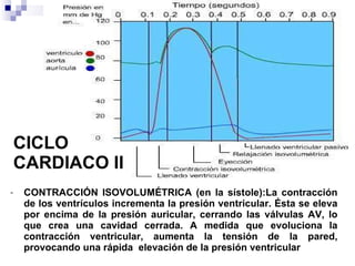 CICLO CARDIACO II CONTRACCIÓN ISOVOLUMÉTRICA (en la sístole):La contracción de los ventrículos incrementa la presión ventricular. Ésta se eleva por encima de la presión auricular, cerrando las válvulas AV, lo que crea una cavidad cerrada. A medida que evoluciona la contracción ventricular, aumenta la tensión de la pared, provocando una rápida  elevación de la presión ventricular 
