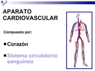 APARATO CARDIOVASCULAR Compuesto por: Corazón Sistema circulatorio  sanguíneo 