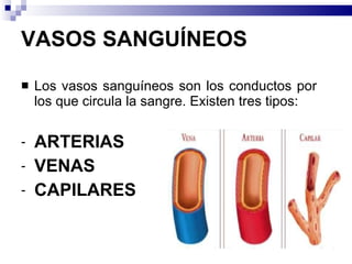 VASOS SANGUÍNEOS Los vasos sanguíneos son los conductos por los que circula la sangre. Existen tres tipos: ARTERIAS VENAS  CAPILARES 