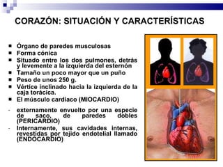 CORAZÓN: SITUACIÓN Y CARACTERÍSTICAS   Órgano de paredes musculosas Forma cónica Situado entre los dos pulmones, detrás y levemente a la izquierda del esternón  Tamaño un poco mayor que un puño Peso de unos 250 g.  Vértice inclinado hacia la izquierda de la caja torácica.  El músculo cardiaco (MIOCARDIO)  externamente envuelto por una especie de saco, de paredes dobles (PERICARDIO) Internamente, sus cavidades internas, revestidas por tejido endotelial llamado (ENDOCARDIO) 