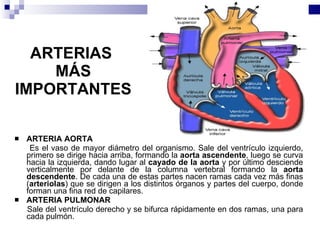 ARTERIAS  MÁS IMPORTANTES ARTERIA AORTA   Es el vaso de mayor diámetro del organismo. Sale del ventrículo izquierdo, primero se dirige hacia arriba, formando la  aorta ascendente , luego se curva hacia la izquierda, dando lugar al  cayado de la aorta  y por último desciende verticalmente por delante de la columna vertebral formando la  aorta descendente . De cada una de estas partes nacen ramas cada vez más finas ( arteriolas ) que se dirigen a los distintos órganos y partes del cuerpo, donde forman una fina red de capilares. ARTERIA PULMONAR  Sale del ventrículo derecho y se bifurca rápidamente en dos ramas, una para cada pulmón. 