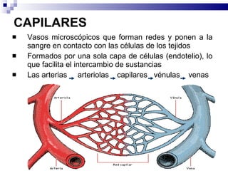 CAPILARES Vasos microscópicos que forman redes y ponen a la sangre en contacto con las células de los tejidos  Formados por una sola capa de células (endotelio), lo que facilita el intercambio de sustancias  Las arterias  arteriolas  capilares  vénulas  venas 