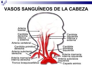 VASOS SANGUÍNEOS   DE LA CABEZA 
