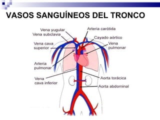 VASOS SANGUÍNEOS DEL TRONCO   