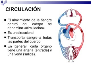 CIRCULACIÓN El movimiento de la sangre dentro del cuerpo se denomina «circulación»  Es unidireccional Transporta sangre a todas las partes del cuerpo  En general, cada órgano tiene una arteria (entrada) y una vena (salida). 