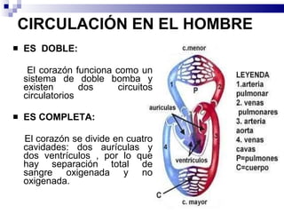 CIRCULACIÓN EN EL HOMBRE ES  DOBLE:  El corazón funciona como un sistema de doble bomba y existen dos circuitos circulatorios ES COMPLETA:  El corazón se divide en cuatro cavidades: dos aurículas y dos ventrículos , por lo que hay separación total de sangre oxigenada y no oxigenada.  