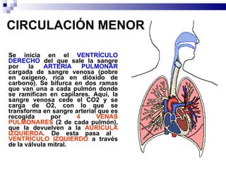 CIRCULACIÓN MENOR Se inicia en el  VENTRÍCULO DERECHO  del que sale la sangre por la  ARTERIA PULMONAR  cargada de sangre venosa (pobre en oxígeno, rica en dióxido de carbono). Se bifurca en dos ramas que van una a cada pulmón donde se ramifican en capilares. Aquí, la sangre venosa cede el CO2 y se carga de O2, con lo que se transforma en sangre arterial que es recogida por  4 VENAS PULMONARES  (2 de cada pulmón), que la devuelven a la  AURÍCULA IZQUIERDA . De esta pasa al  VENTRÍCULO IZQUIERDO  a través de la válvula mitral. 