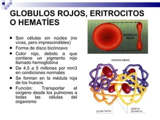 GLOBULOS ROJOS, ERITROCITOS O HEMATÍES Son células sin núcleo (no vivas, pero imprescindibles) Forma de disco bicóncavo Color rojo, debido a que contiene un pigmento rojo llamado hemoglobina De 4,5 a 5 millones por mm3 en condiciones normales  Se forman en la médula roja de los huesos Función: Transportar el oxígeno desde los pulmones a todas las células del organismo 