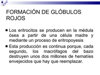 FORMACIÓN DE GLÓBULOS ROJOS Los eritrocitos se producen en la médula ósea a partir de una célula madre y mediante un proceso de eritropoyesis Esta producción es continua porque, cada segundo, los macrófagos del bazo destruyen unos dos millones de hematíes envejecidos que hay que reemplazar. 